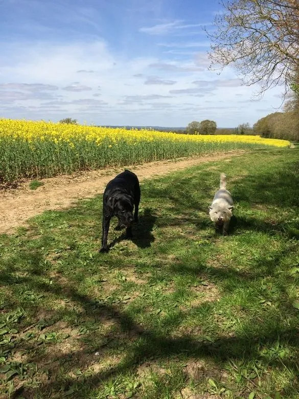 Happy dogs enjoying nature walks in beautiful Surrey countryside