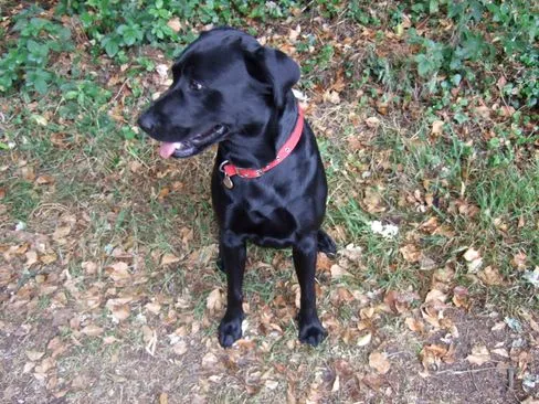 Melvin the Black Labrador - Happy customer of Wet Nose Walkies