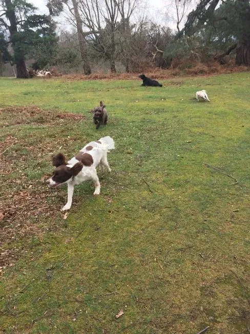 Poppy the Cocker Spaniel - Happy customer of Wet Nose Walkies